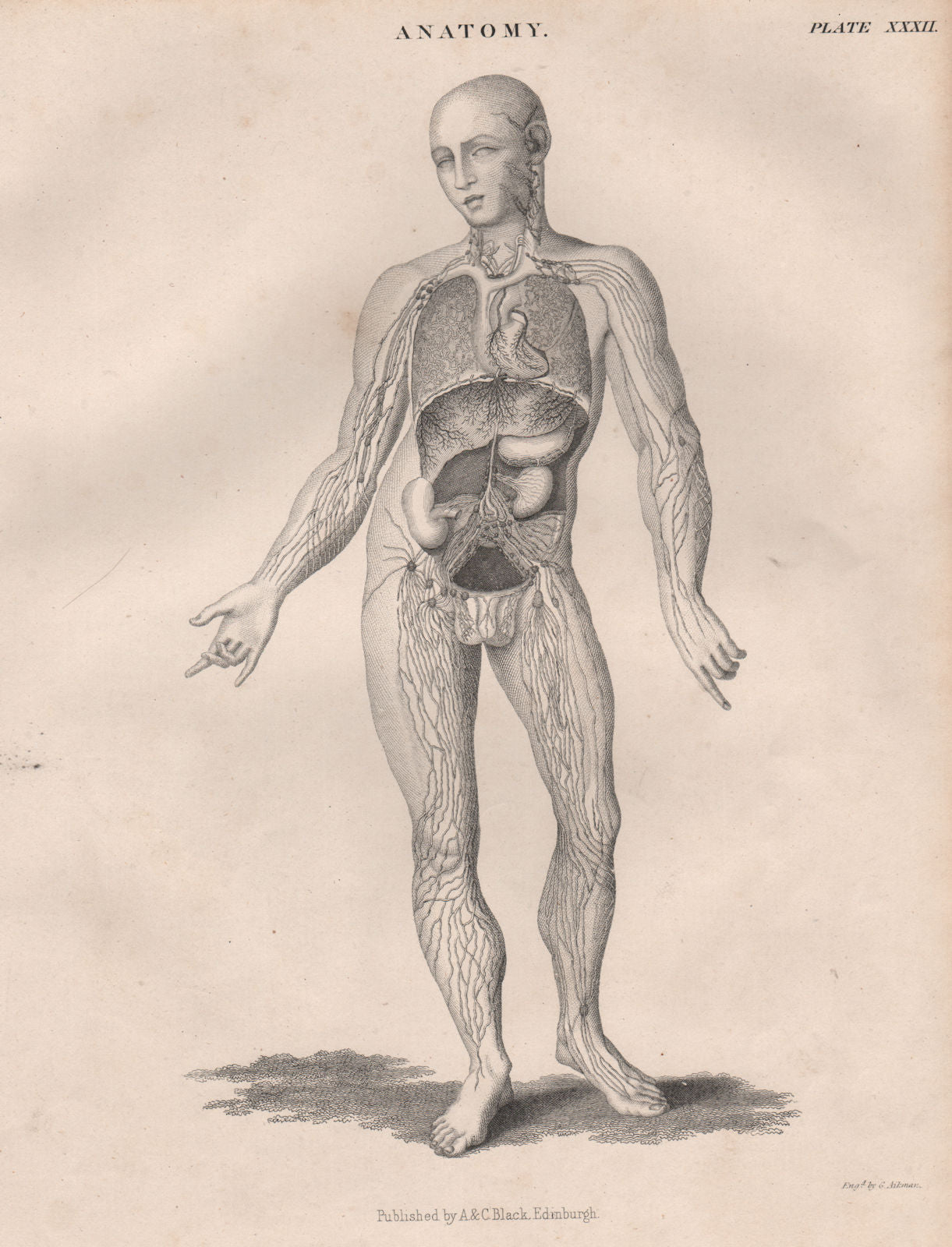 Human Anatomy.Viens arteries organs. BRITANNICA 1860 old antique print picture